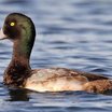 Greater Scaup